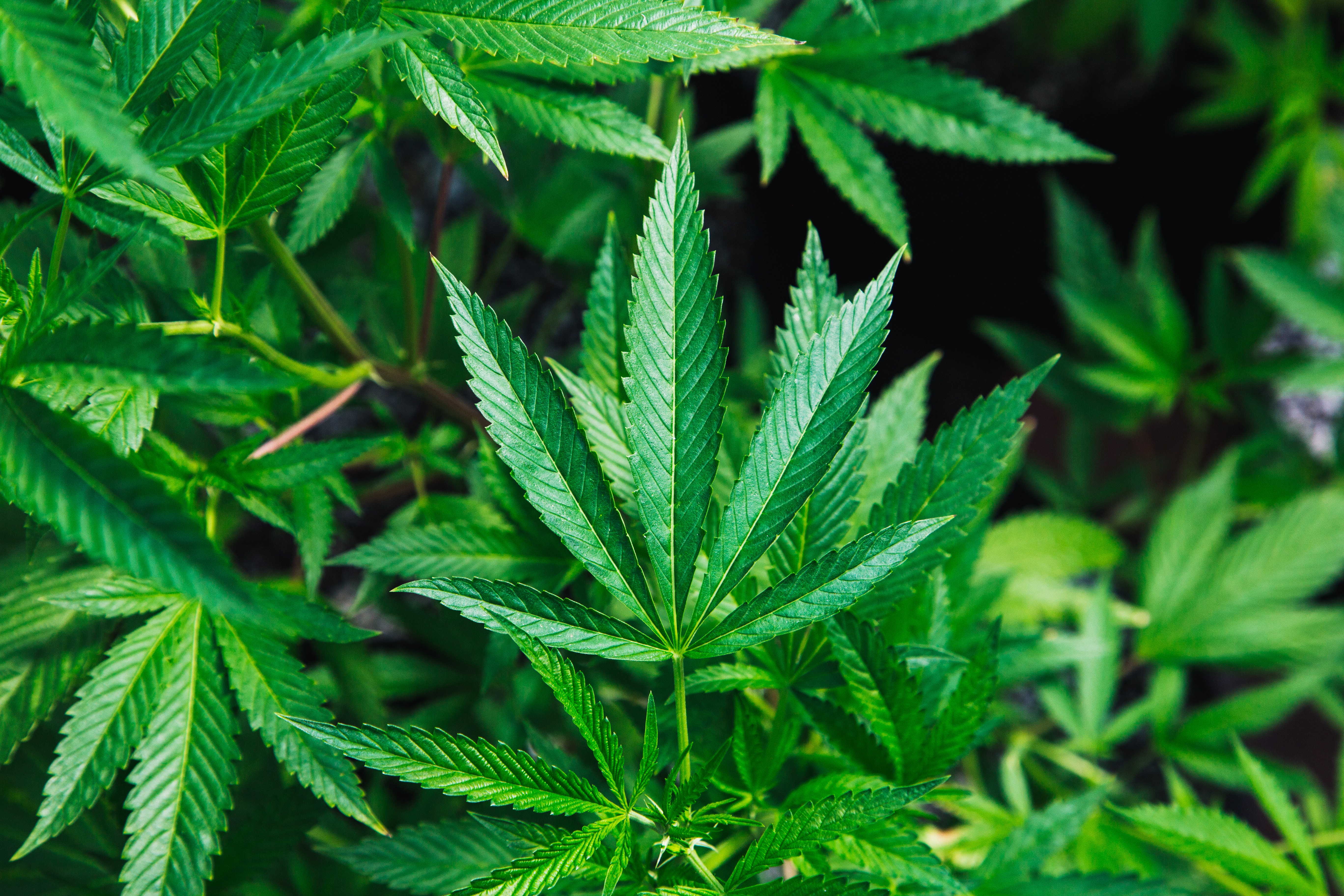 PAs to Prescribe Medical Marijuana in NH